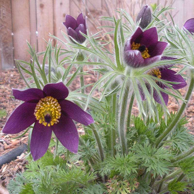 Pasque Flower Collection (Pulsatilla) - Image 4