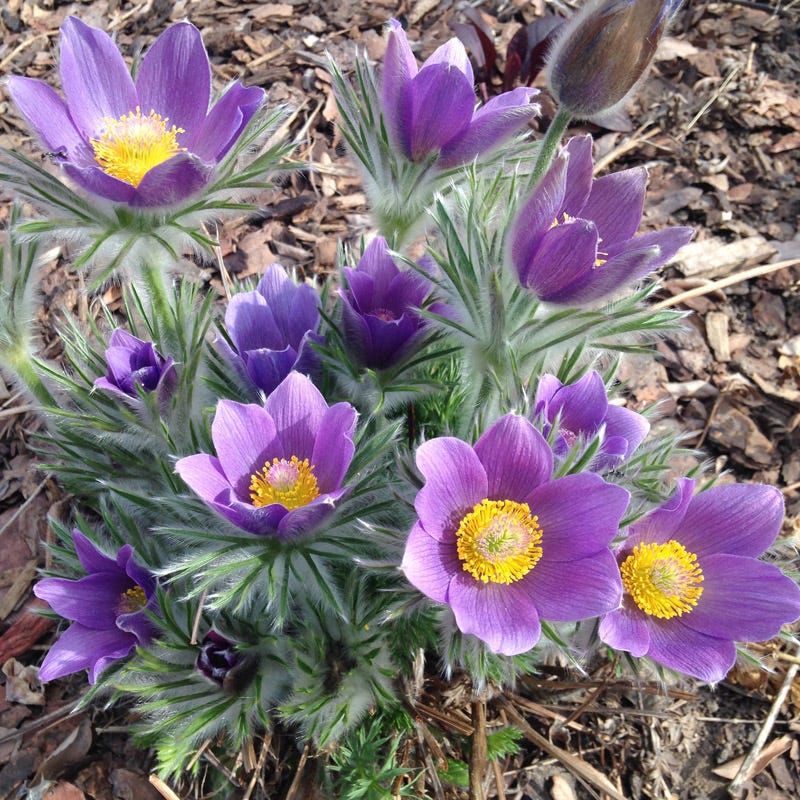 European Purple Pasque Flower (Pulsatilla) - Image 2