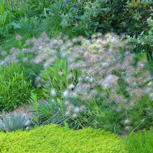 European Purple Pasque Flower (Pulsatilla) - Image 3