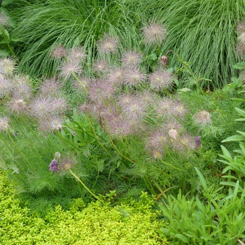 European Purple Pasque Flower (Pulsatilla) - Image 4