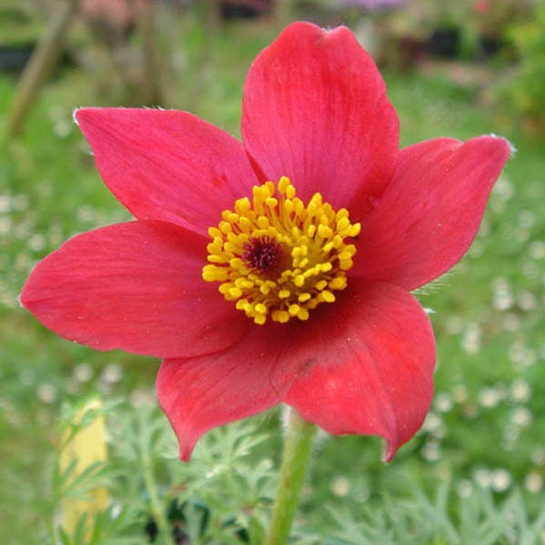 Red Bells Pasque Flower (Pulsatilla) - Image 2