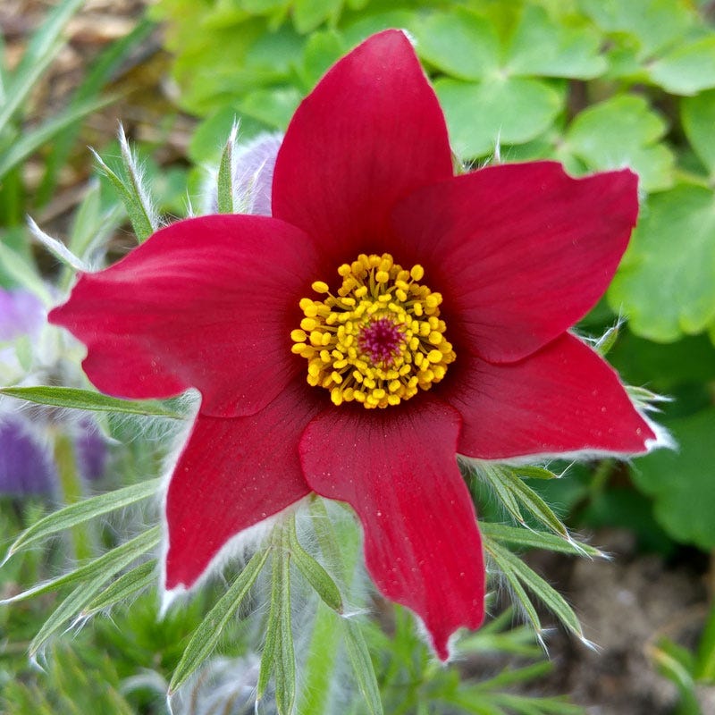 Red Bells Pasque Flower (Pulsatilla) - Image 3