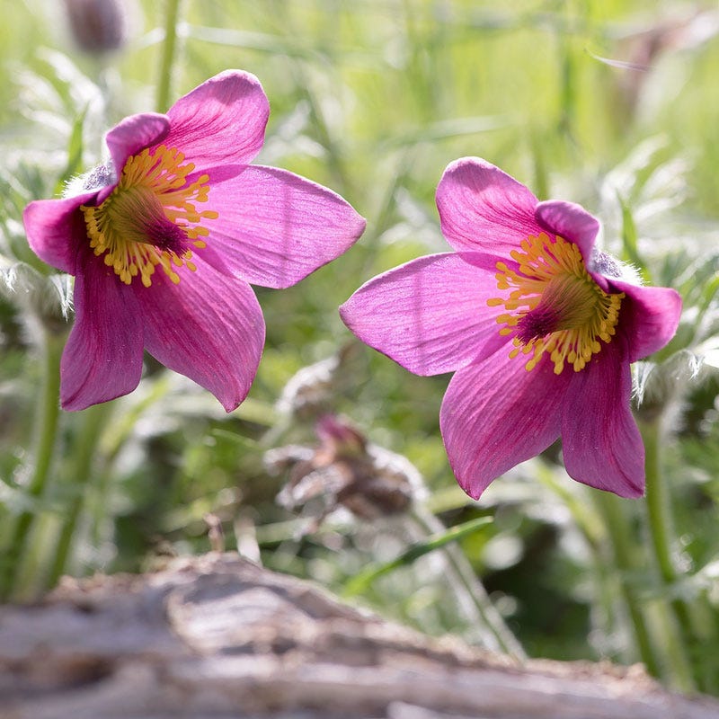 Rose Bells Pasque Flower (Pulsatilla) - Image 3
