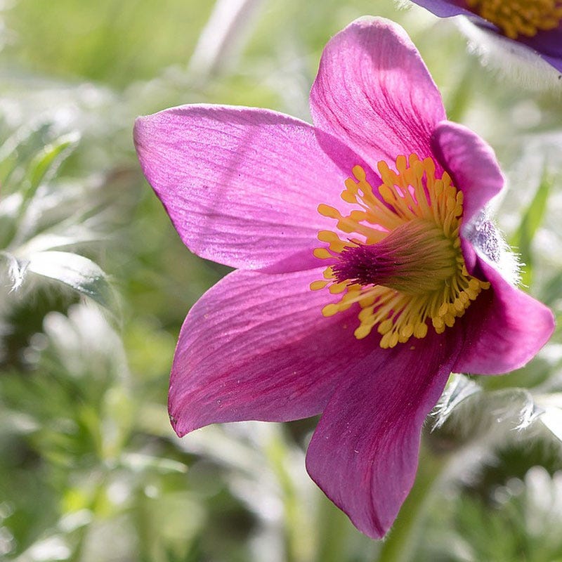 Rose Bells Pasque Flower (Pulsatilla) - Image 4