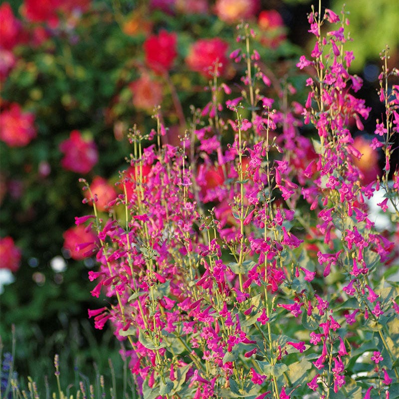 Hummingbird Attracting Collection For The West - Image 5