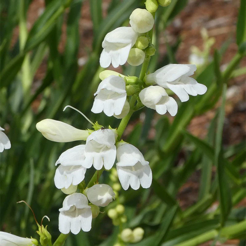 Blanca Peak™ Rocky Mountain Penstemon - Image 2