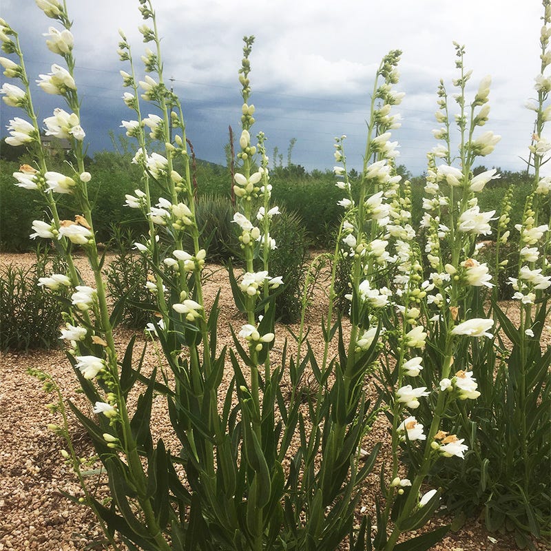 Blanca Peak™ Rocky Mountain Penstemon - Image 3