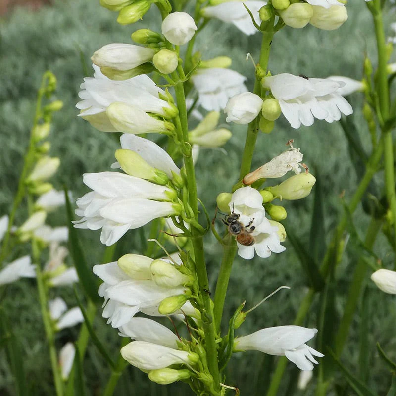Blanca Peak™ Rocky Mountain Penstemon - Image 5