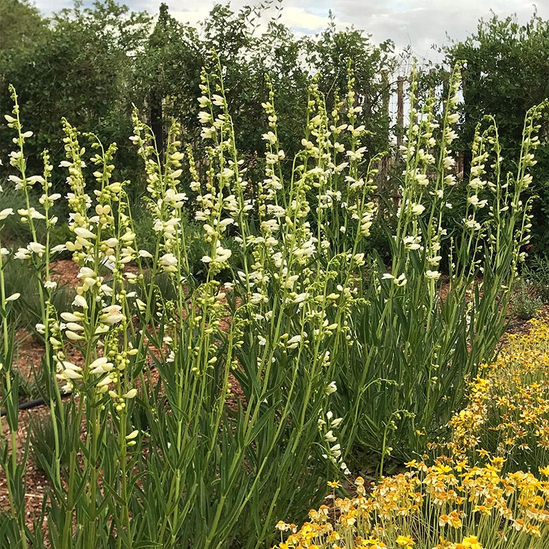Blanca Peak™ Rocky Mountain Penstemon - Image 6