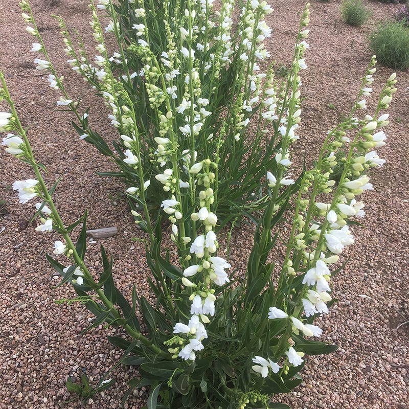 Blanca Peak™ Rocky Mountain Penstemon - Image 8