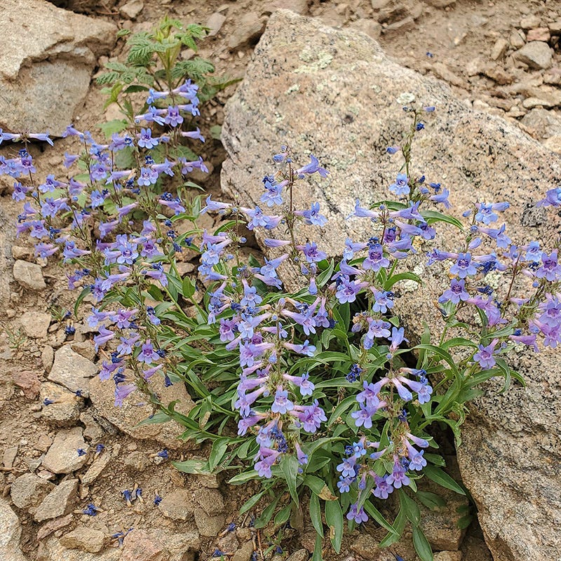 Blue Mist Penstemon - Image 3