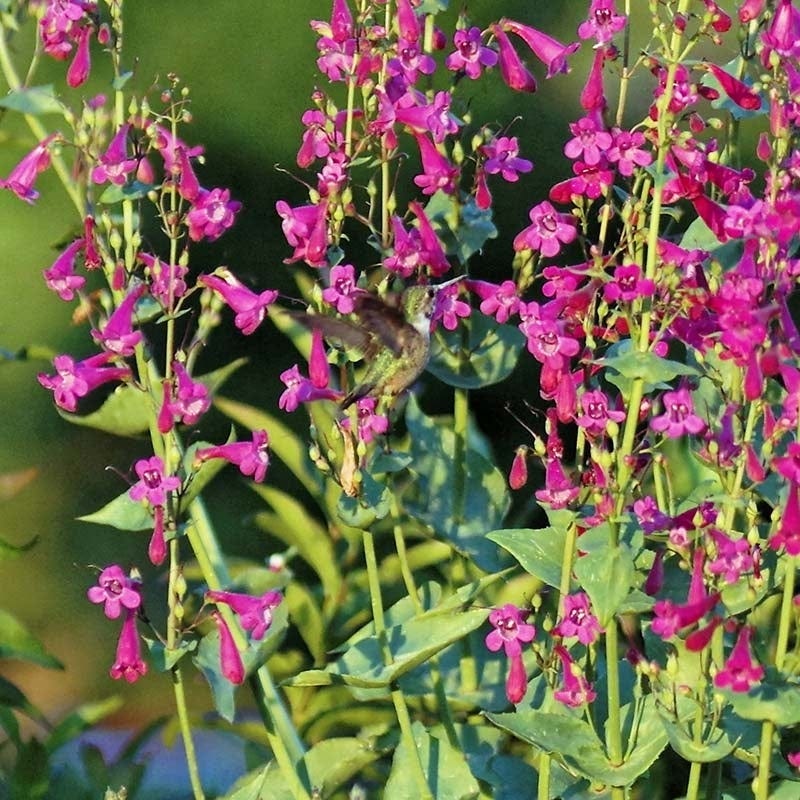Coconino County Desert Penstemon - Image 4