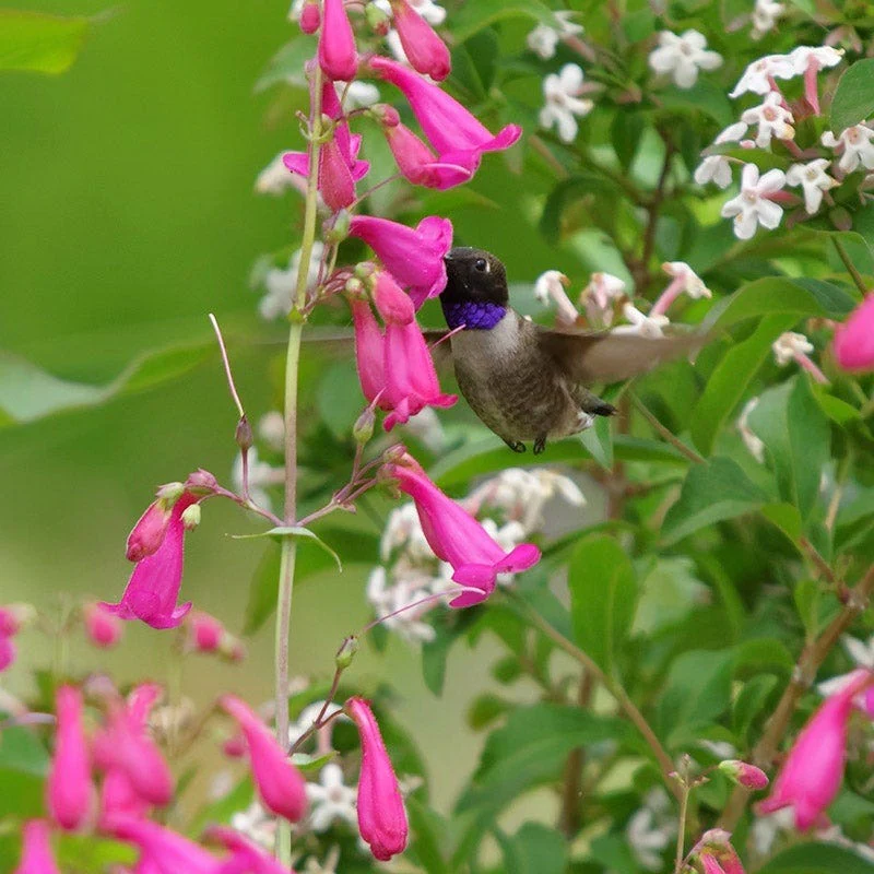 Coconino County Desert Penstemon - Image 6