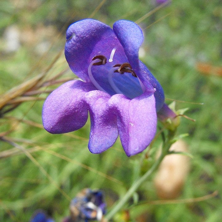 Electric Blue Penstemon - Image 2