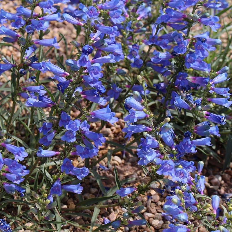 Electric Blue Penstemon - Image 3