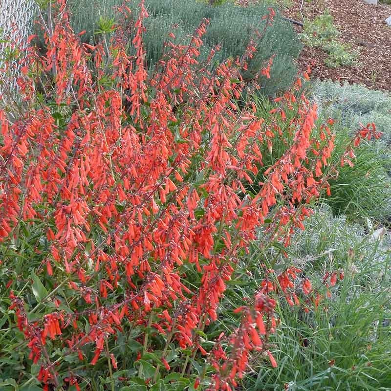 Firecracker Penstemon Richfield Strain - Image 3