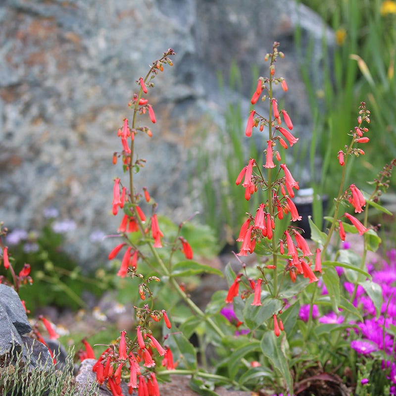 Firecracker Penstemon Richfield Strain - Image 4