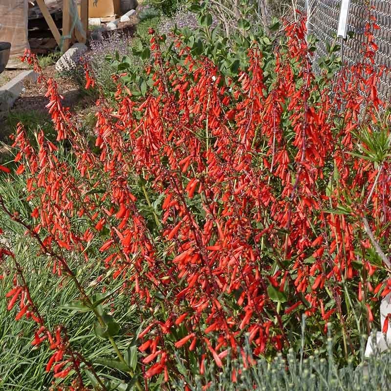 Firecracker Penstemon Richfield Strain - Image 5