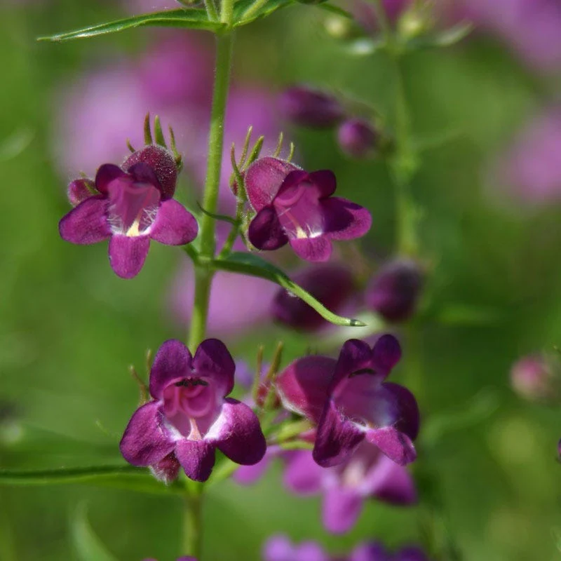 Pike's Peak Purple® Penstemon - Image 2