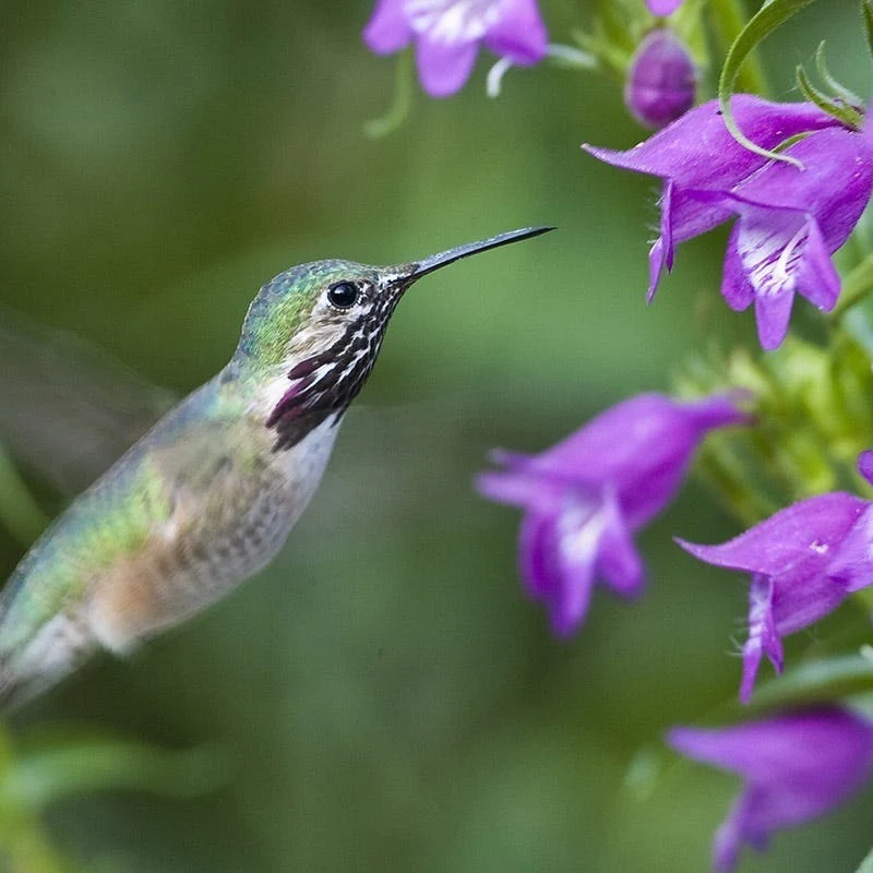 Pike's Peak Purple® Penstemon - Image 3
