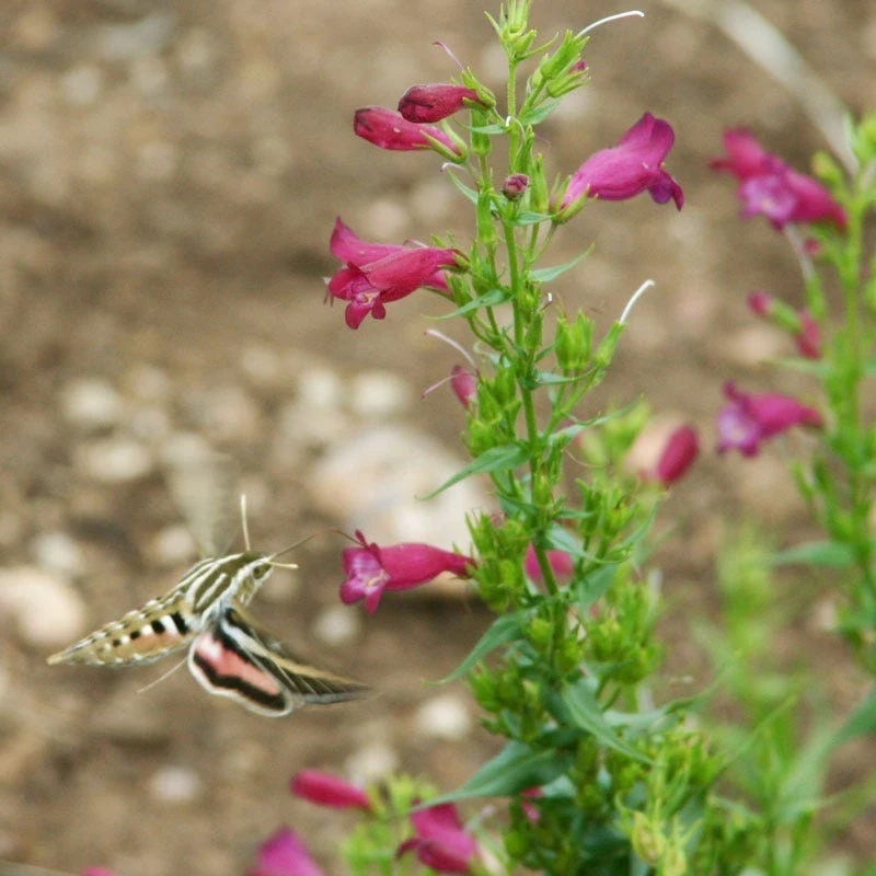 Red Rocks® Penstemon - Image 2