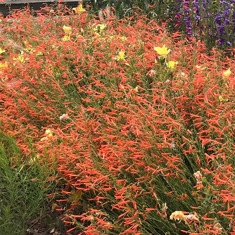 Luminous Pineleaf Penstemon - Image 2