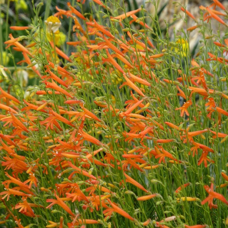 New Mexico Perennial Collection - Image 5