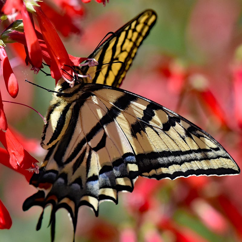 HALF PINT® Pineleaf Penstemon - Image 3