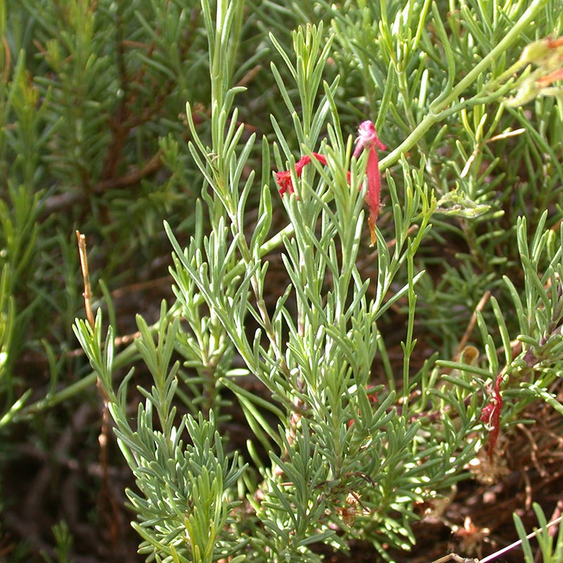 HALF PINT® Pineleaf Penstemon - Image 4