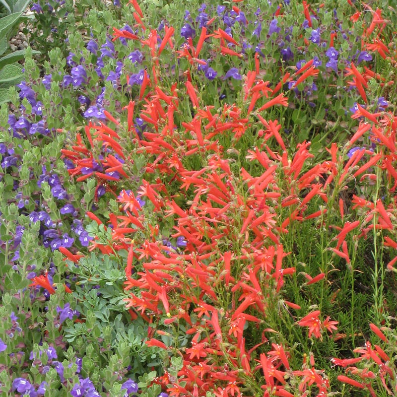HALF PINT® Pineleaf Penstemon - Image 5