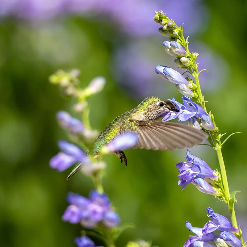 Rocky Mountain Penstemon - Image 4