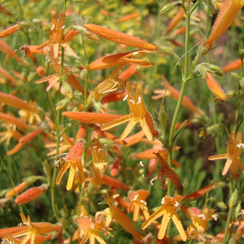 SteppeSuns® Sunset Glow Penstemon - Image 2