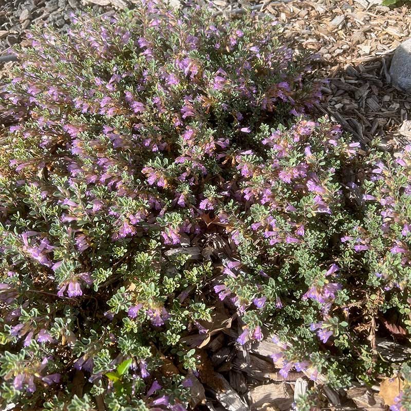 Tushar Bluemat Penstemon - Image 2