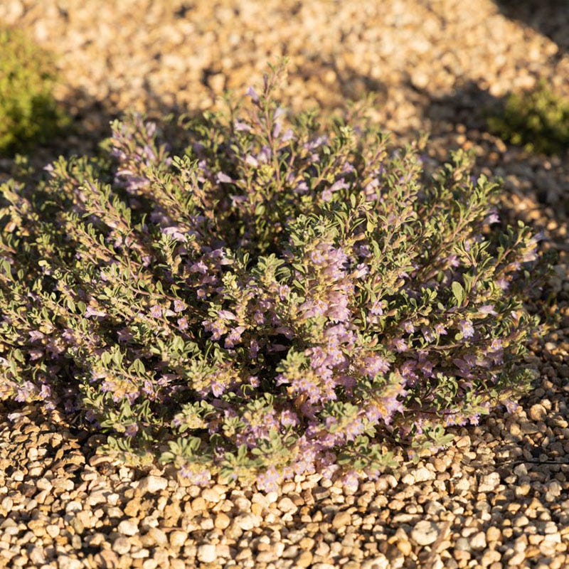 Tushar Bluemat Penstemon - Image 3