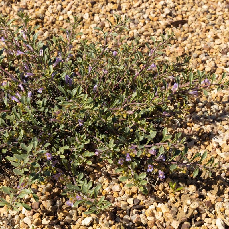 Tushar Bluemat Penstemon - Image 4