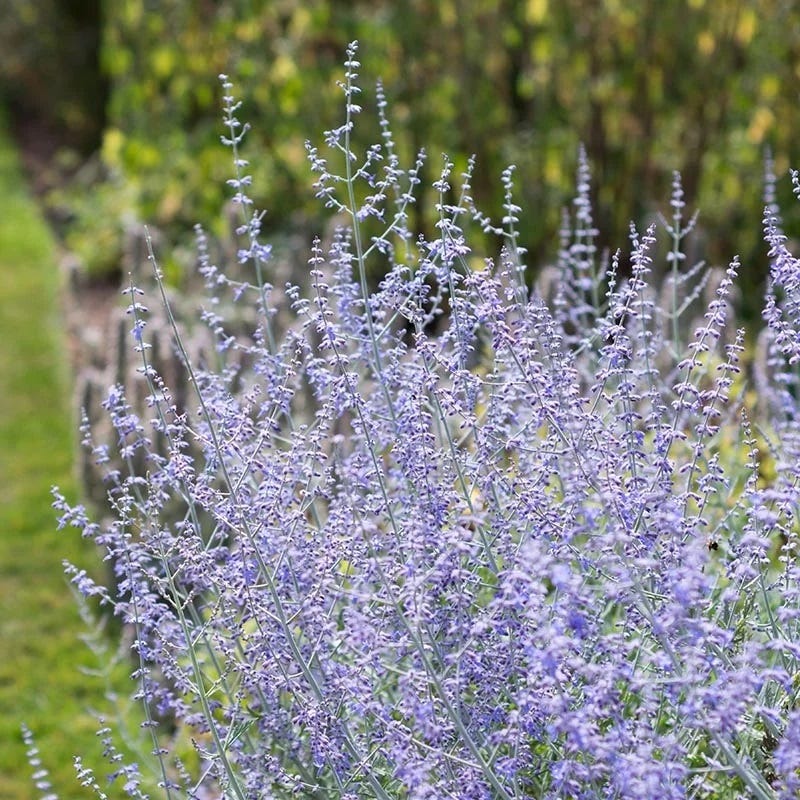 Blue Spire Russian Sage - Image 3