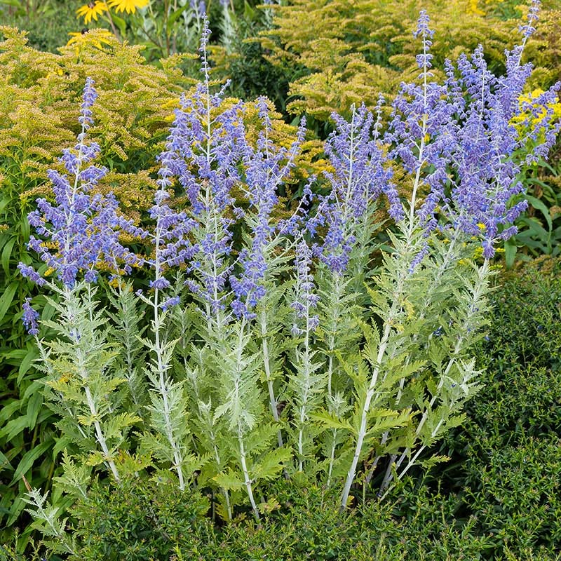 Blue Spire Russian Sage - Image 4