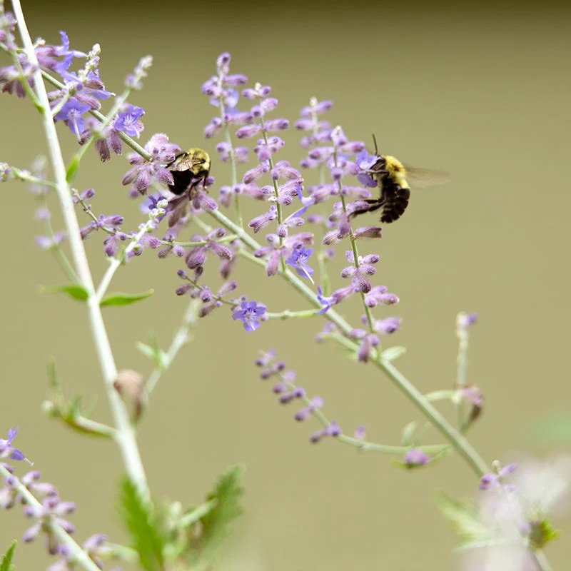 Blue Spire Russian Sage - Image 6