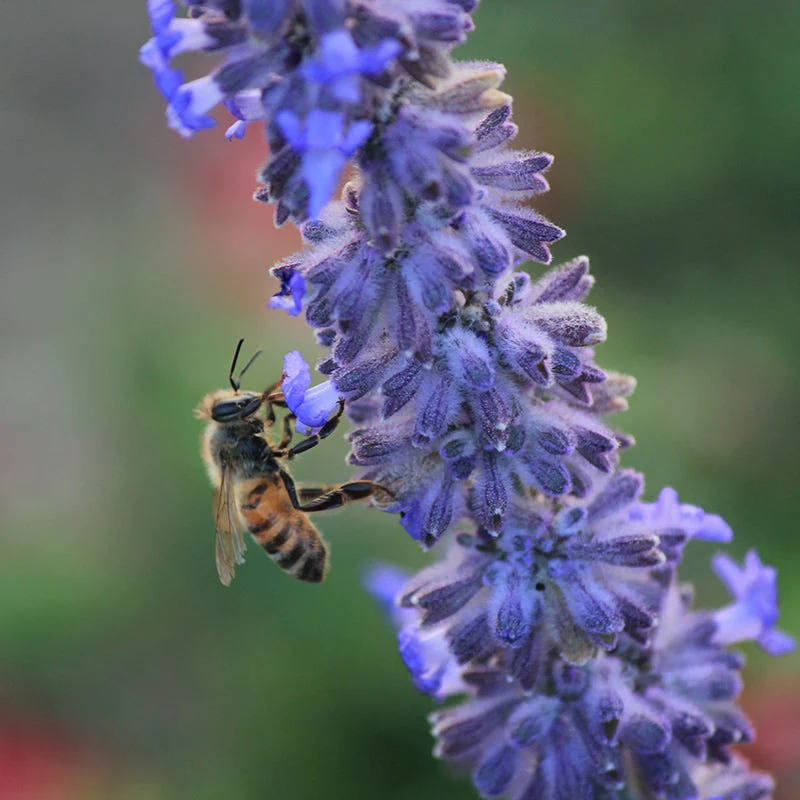 Lacey Blue Russian Sage - Image 3