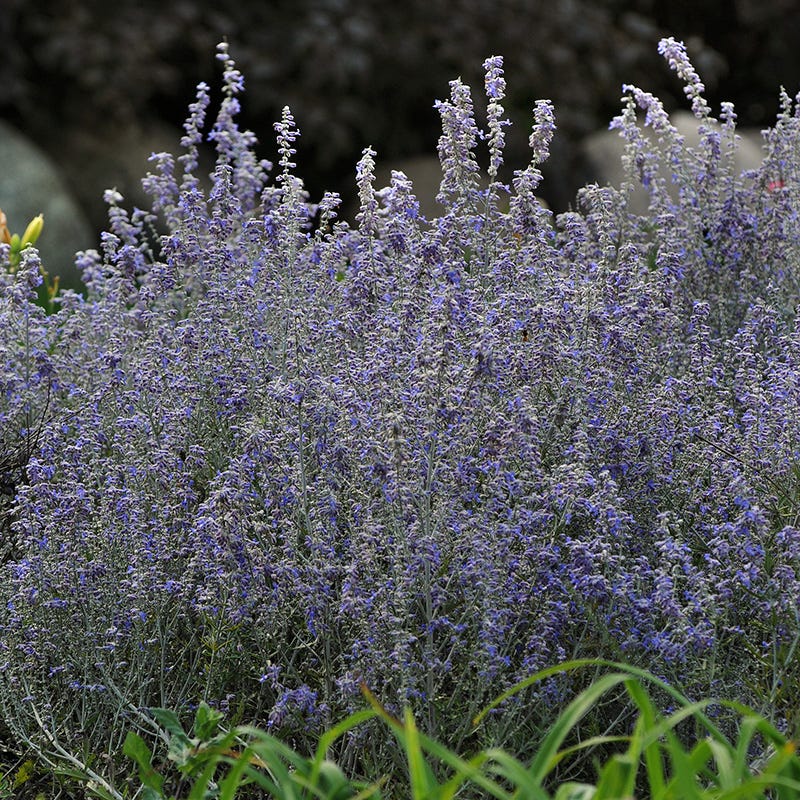 Lacey Blue Russian Sage - Image 4