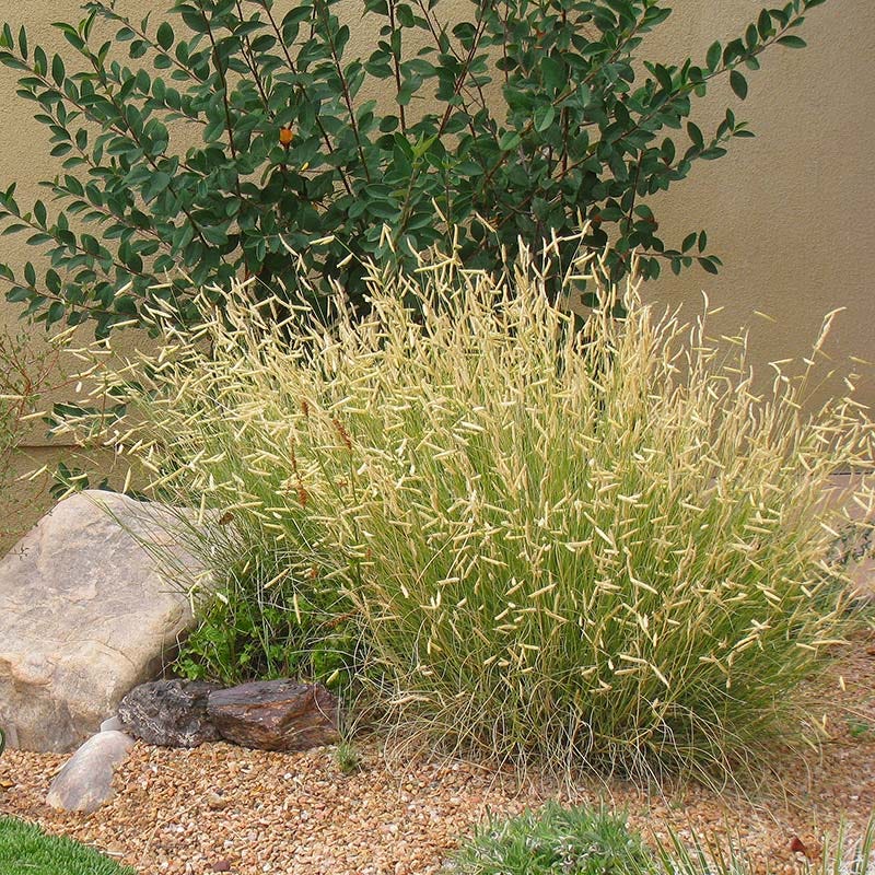 Plant Select® Waterwise Perennial Collection - Image 8