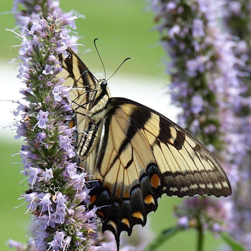 Pollinator Paradise Pre-Planned Garden - Image 4