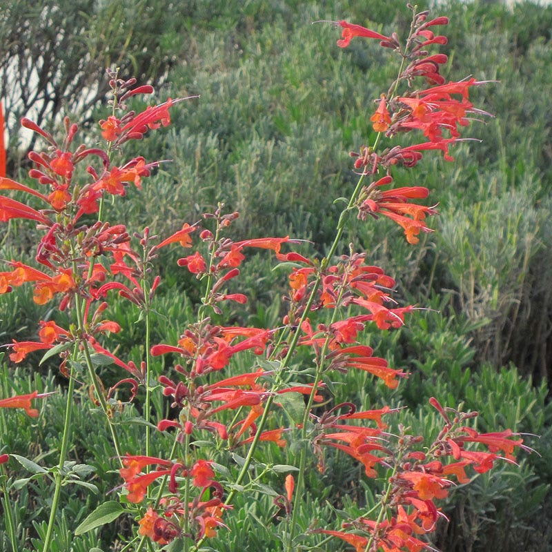 Pollinator Paradise Pre-Planned Garden - Image 7