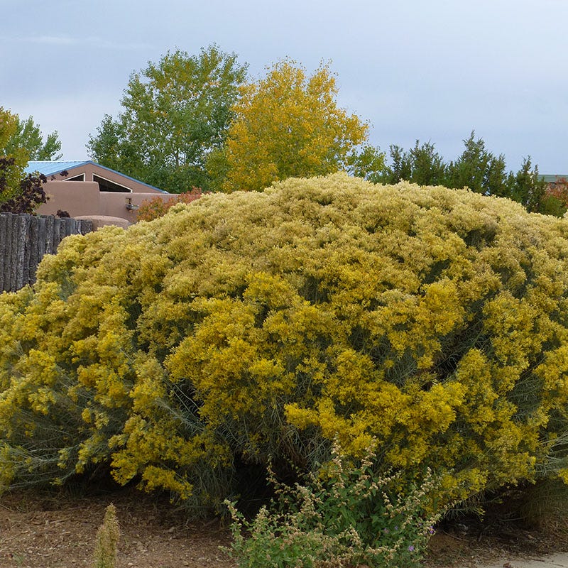 Habitat Shrub Collection For The West - Image 5