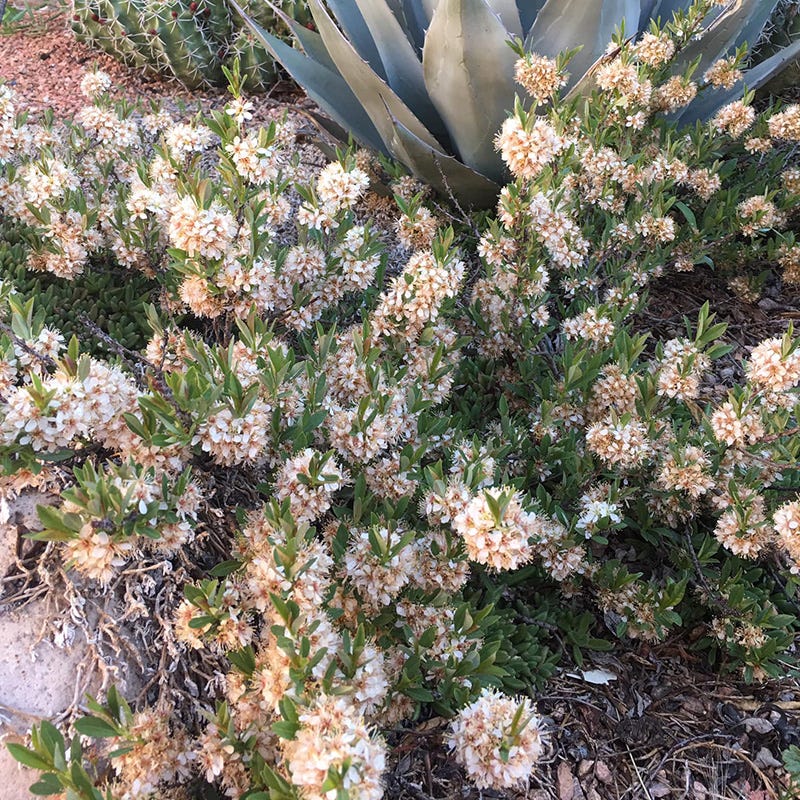 Pawnee Buttes® Sand Cherry (Prunus) - Image 3