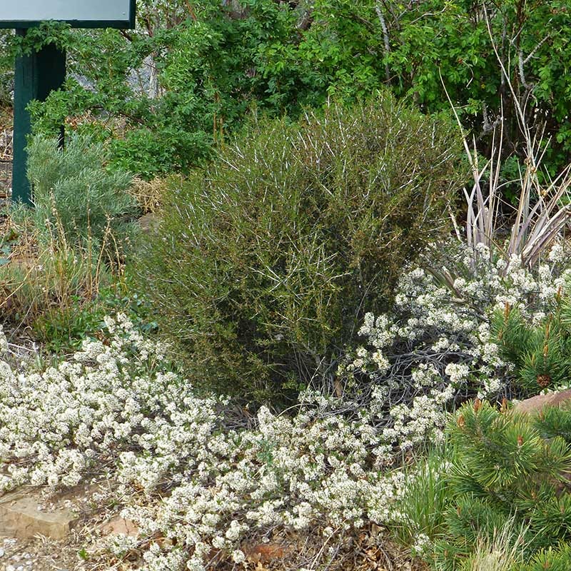 Pawnee Buttes® Sand Cherry (Prunus) - Image 4