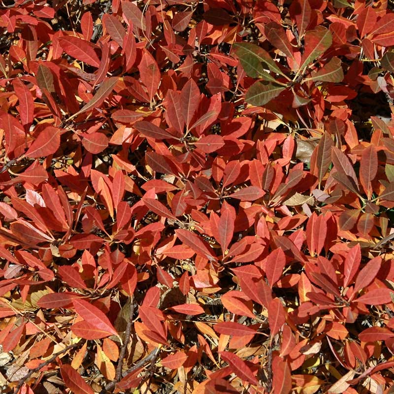Pawnee Buttes® Sand Cherry (Prunus) - Image 5