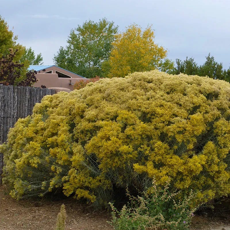 La Plata Silver Leaf Rabbitbrush (Chrysothamnus) - Image 5