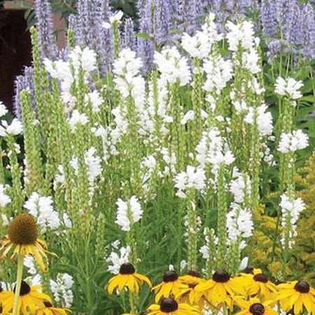 Rain Garden Pre-Planned Garden - Image 10