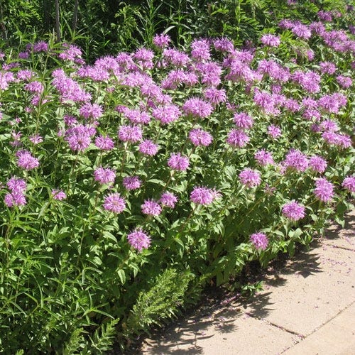 Rain Garden Pre-Planned Garden - Image 3